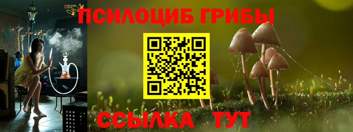 Галлюциногенные грибы Psilocybe Новошахтинск